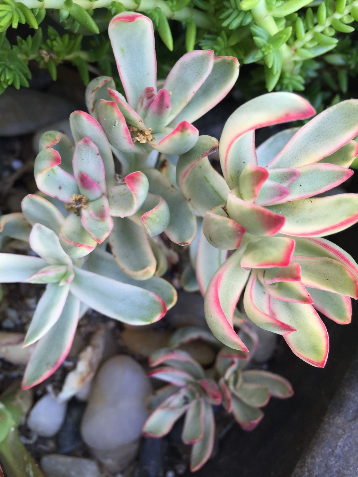 Crassula rubricaulis