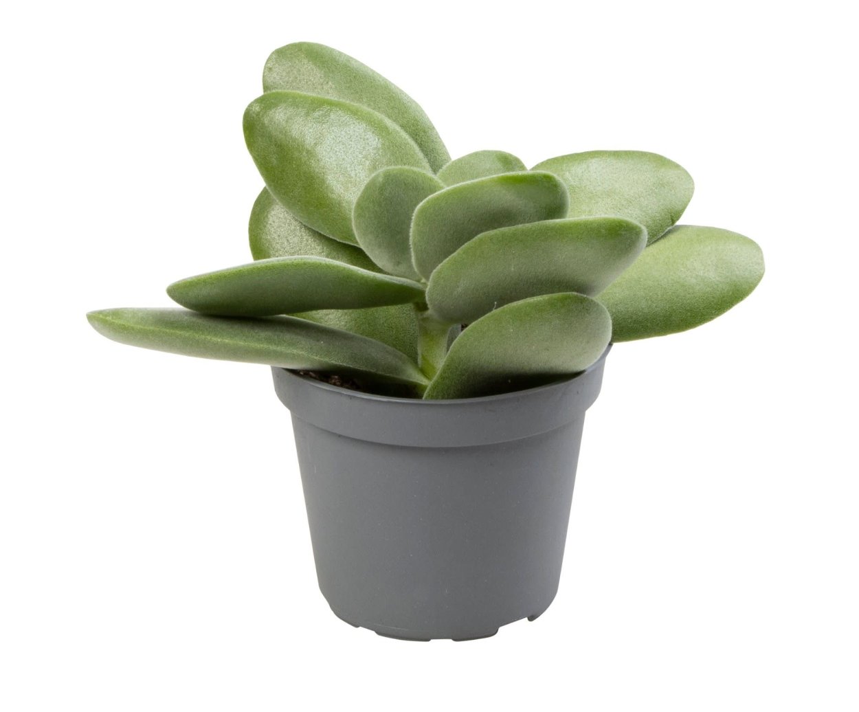 Crassula rogersii