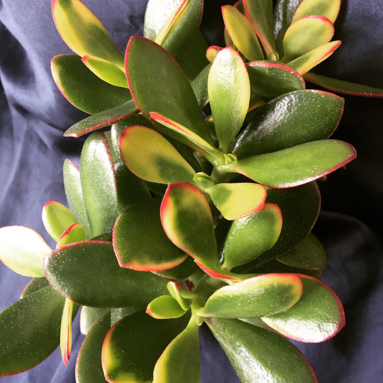 Крассула игольчатая