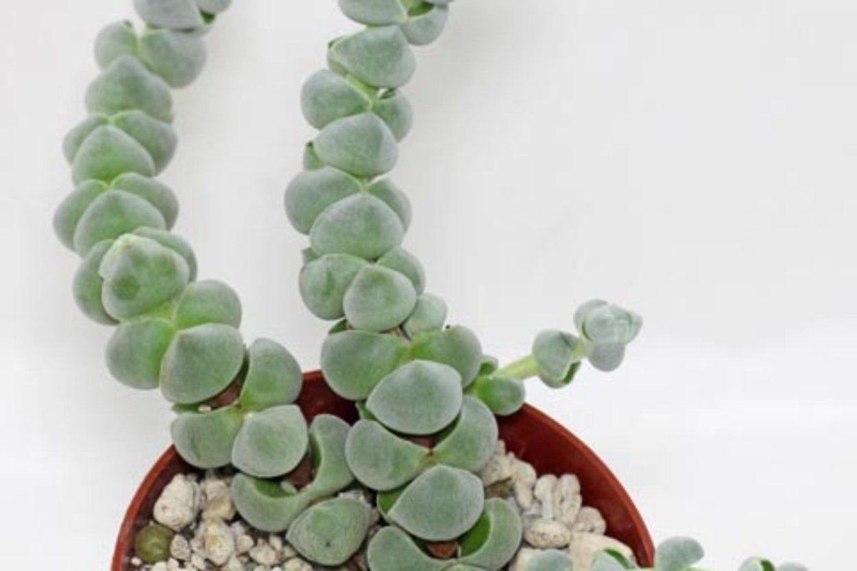 Суккуленты столбики