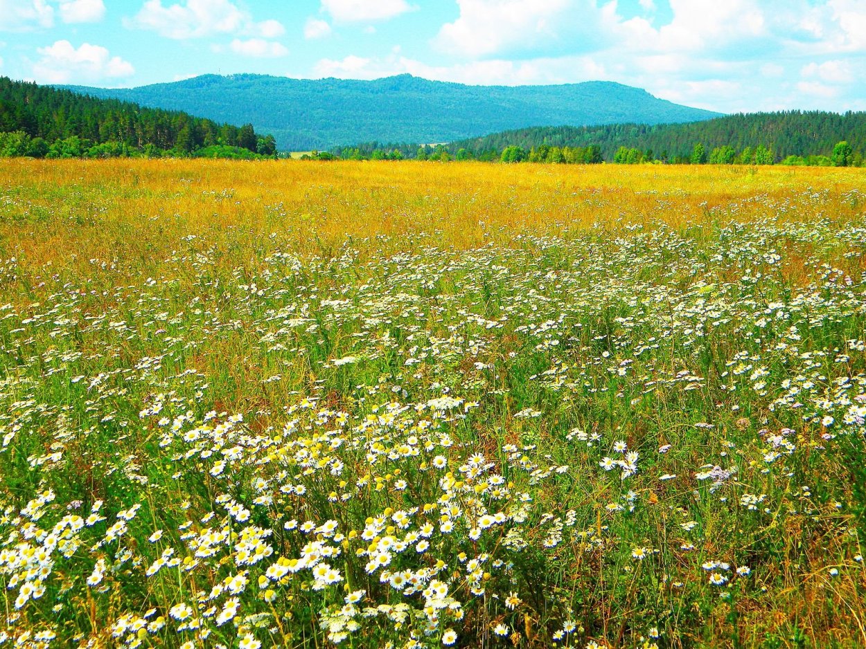 Природа Башкирии букет