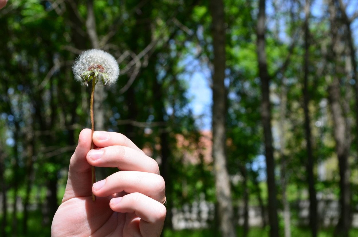 Трава цветок в виде щетки