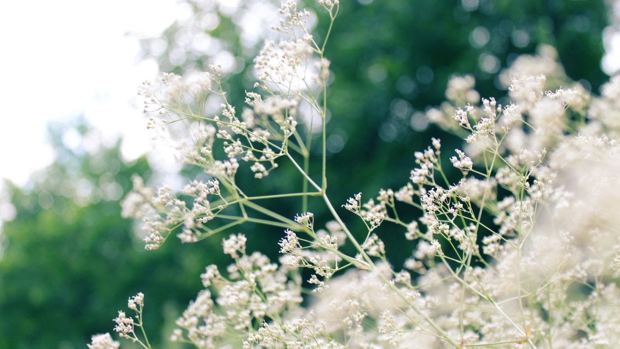 Кашка малашка растение