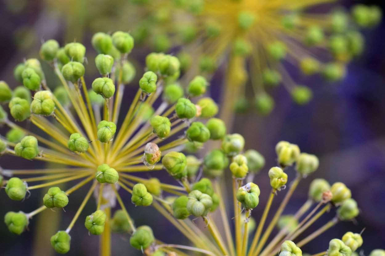 Аллиум зеленый