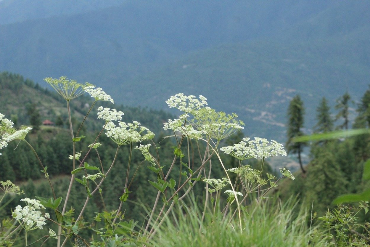 Курай растение