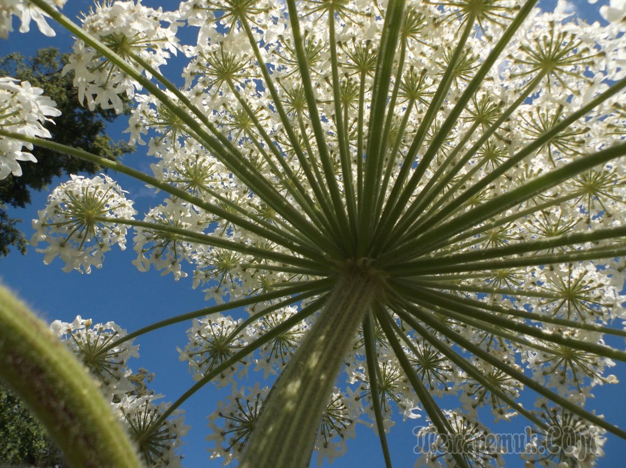 Борщевик Сосновского соцветие