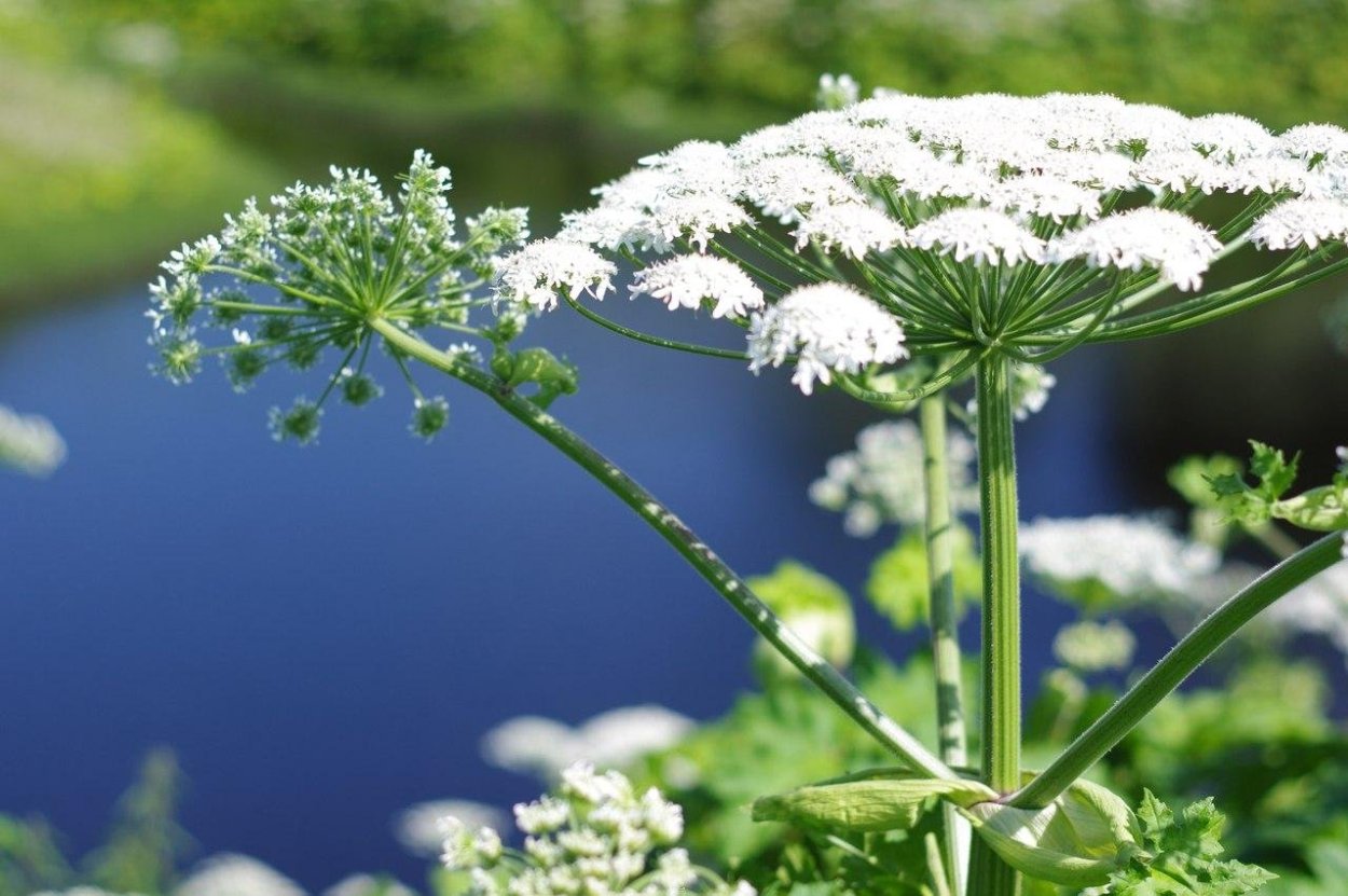 Борщевик Сибирский пучка