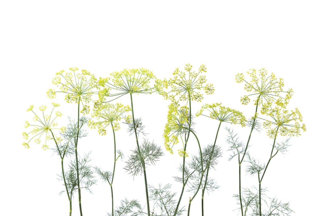 Укроп зонтик