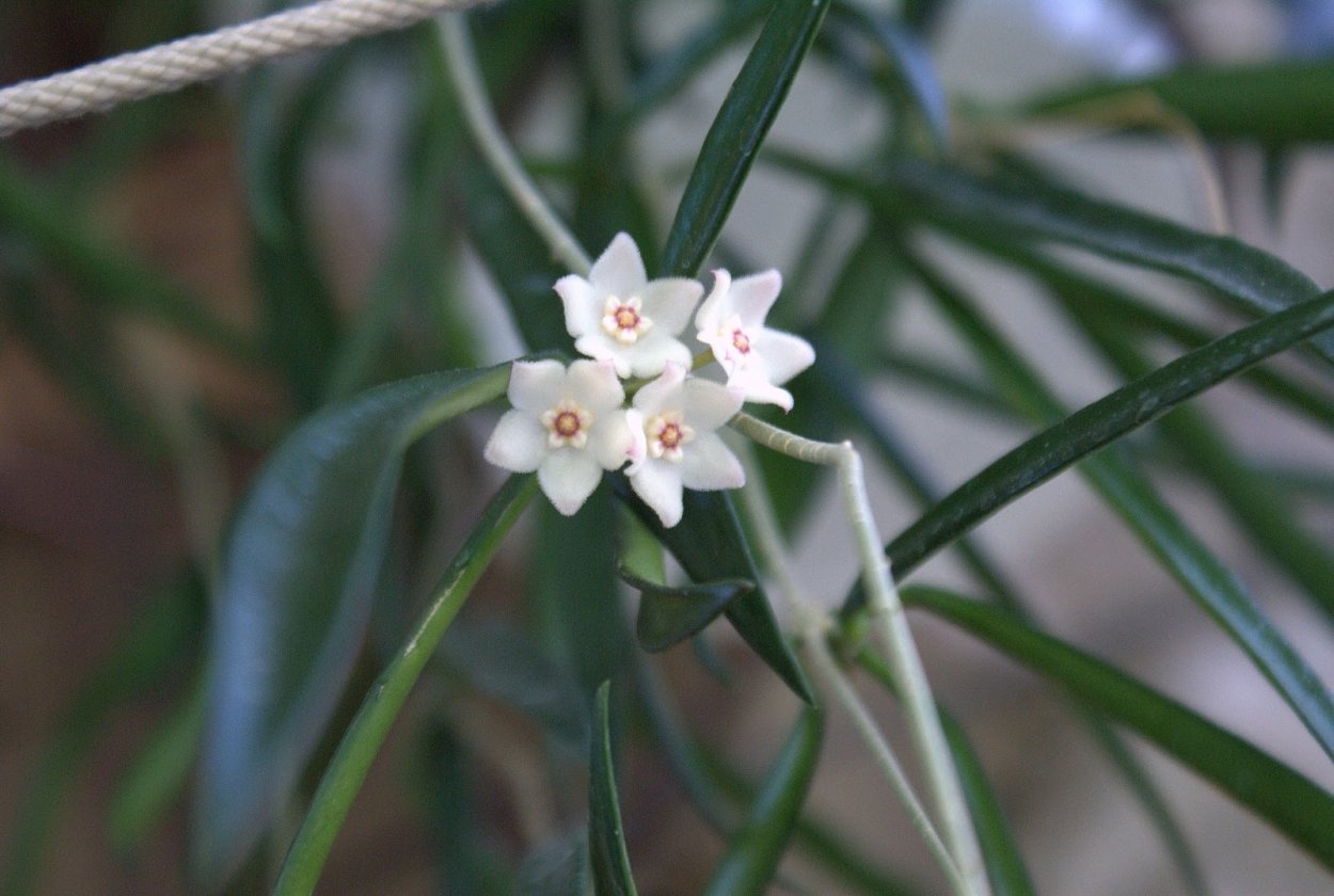Хойя Шеперди Hoya shepherdii