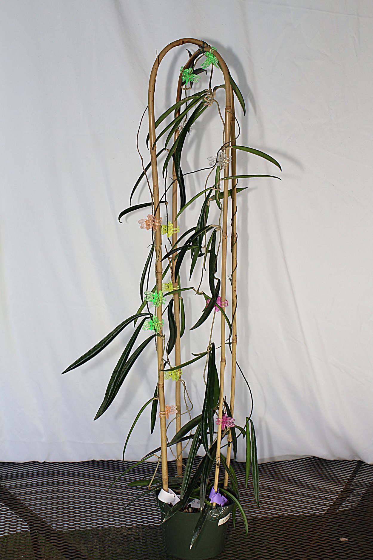 Хойя Шеперди