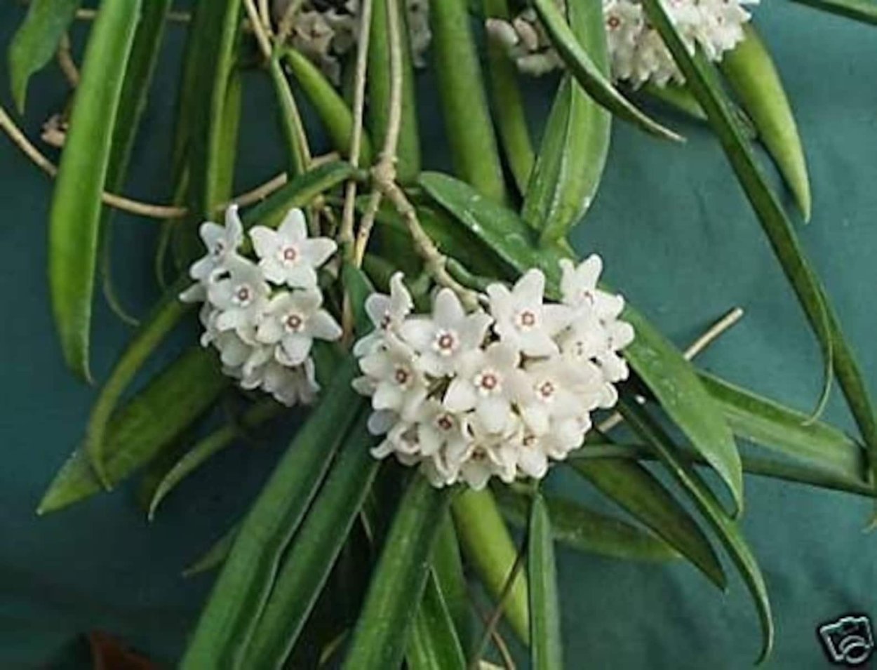 Хойя Шеперди Hoya shepherdii