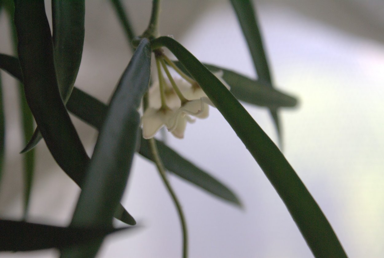 Хойя Шеперди