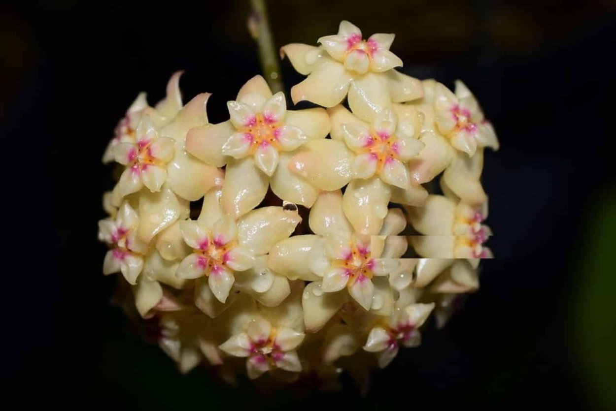 Hoya SP. Teneba