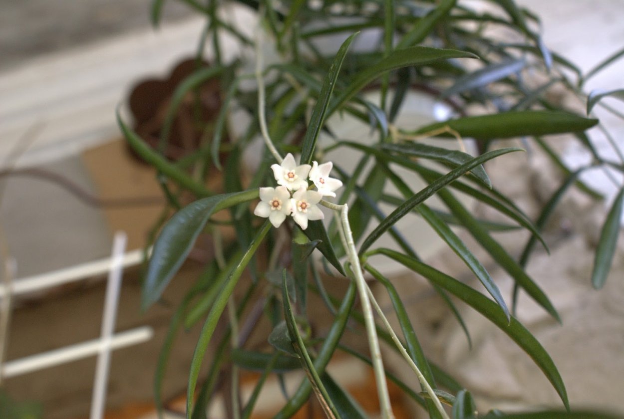 Хойя Шеперди Hoya shepherdii