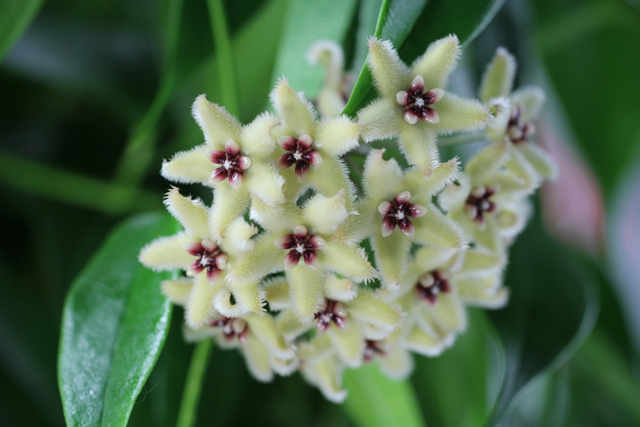 Хойя Биотти