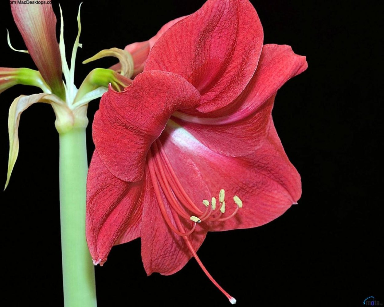 Гиппеаструм Росток