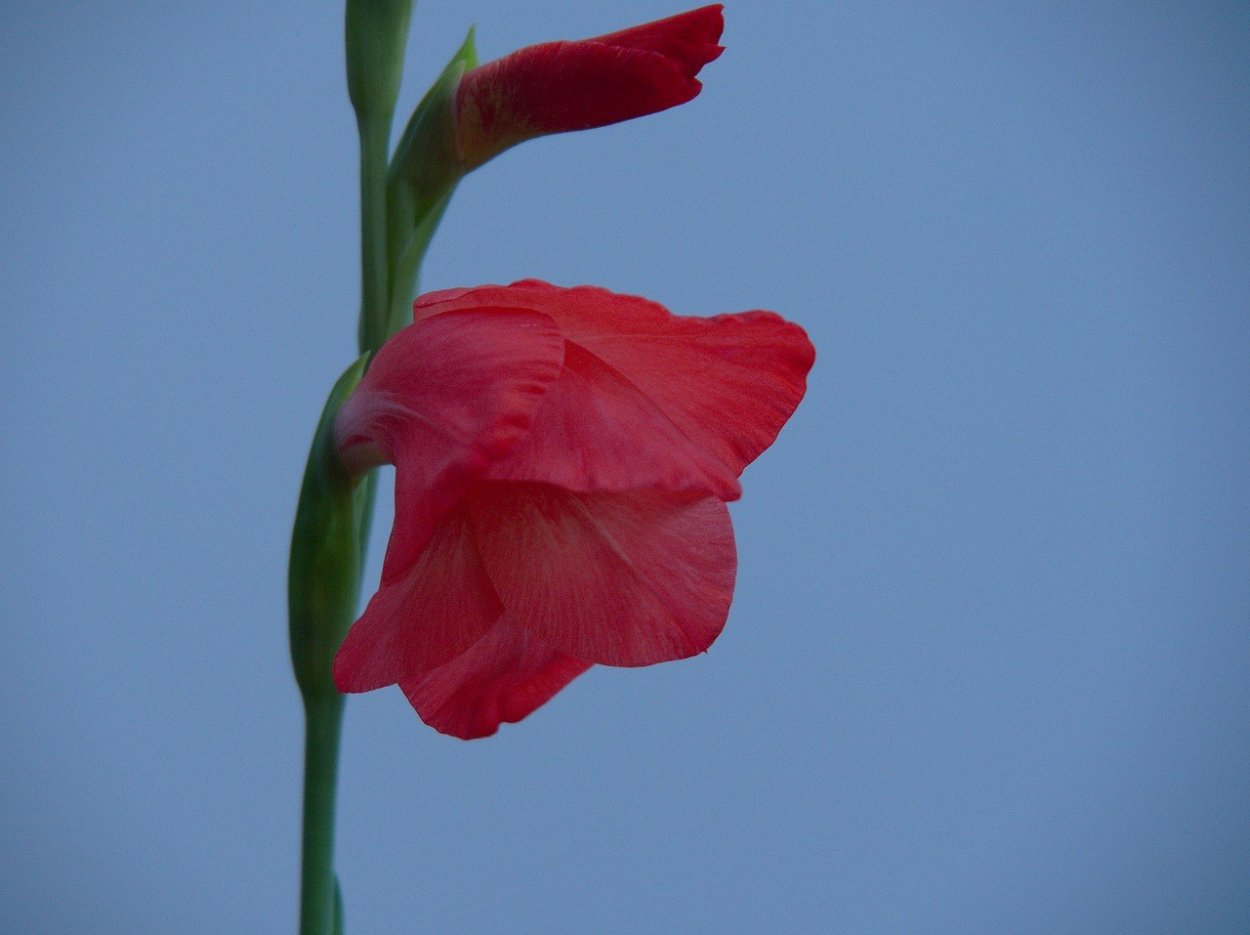 Бульдорели цветы Маврикия