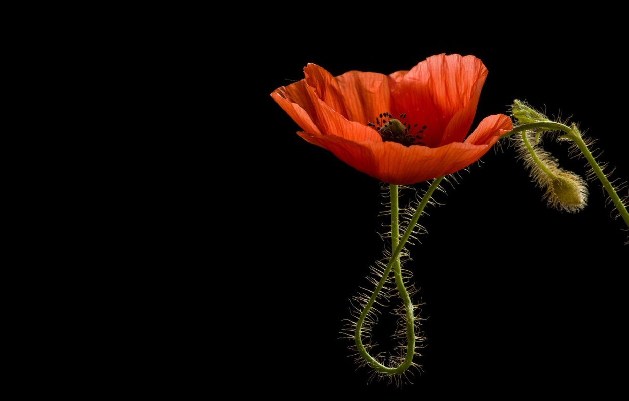 Красный Мак на черном фоне обои на рабочий вертикальные