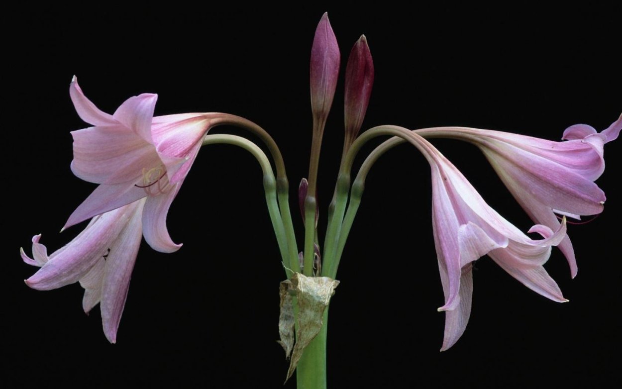 Цветок похожий на лилию