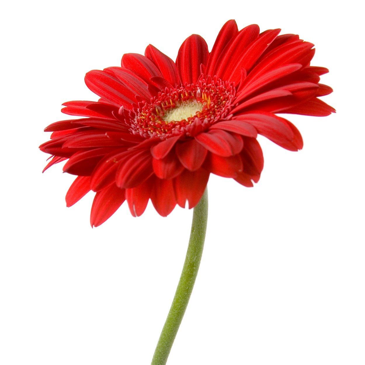 Гербера ледис Ферст