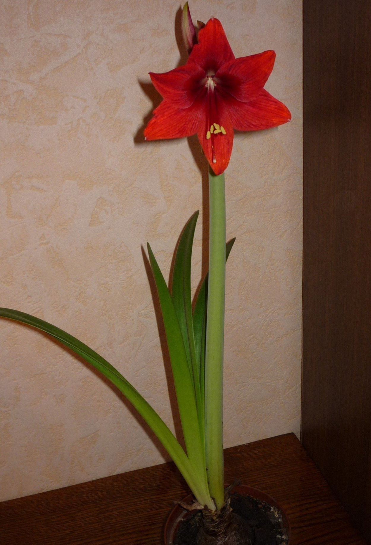 Амариллис Валотта