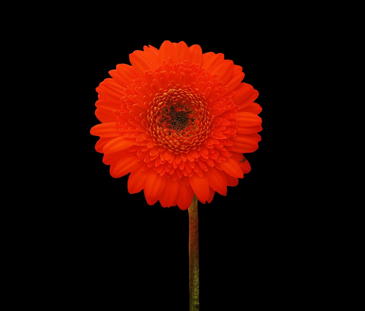 Гербера Чаплин