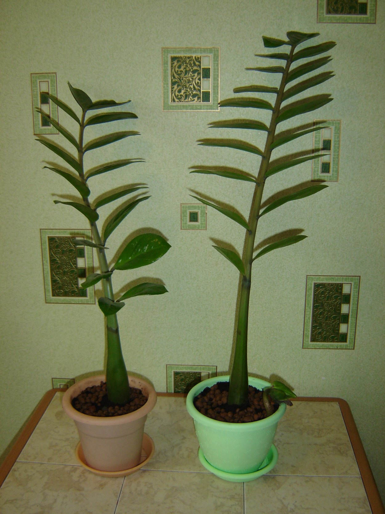 Денежное дерево замиокулькас