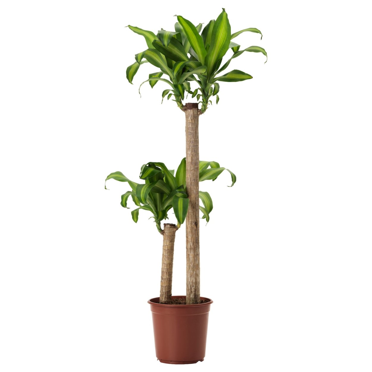 Dracaena massangeana