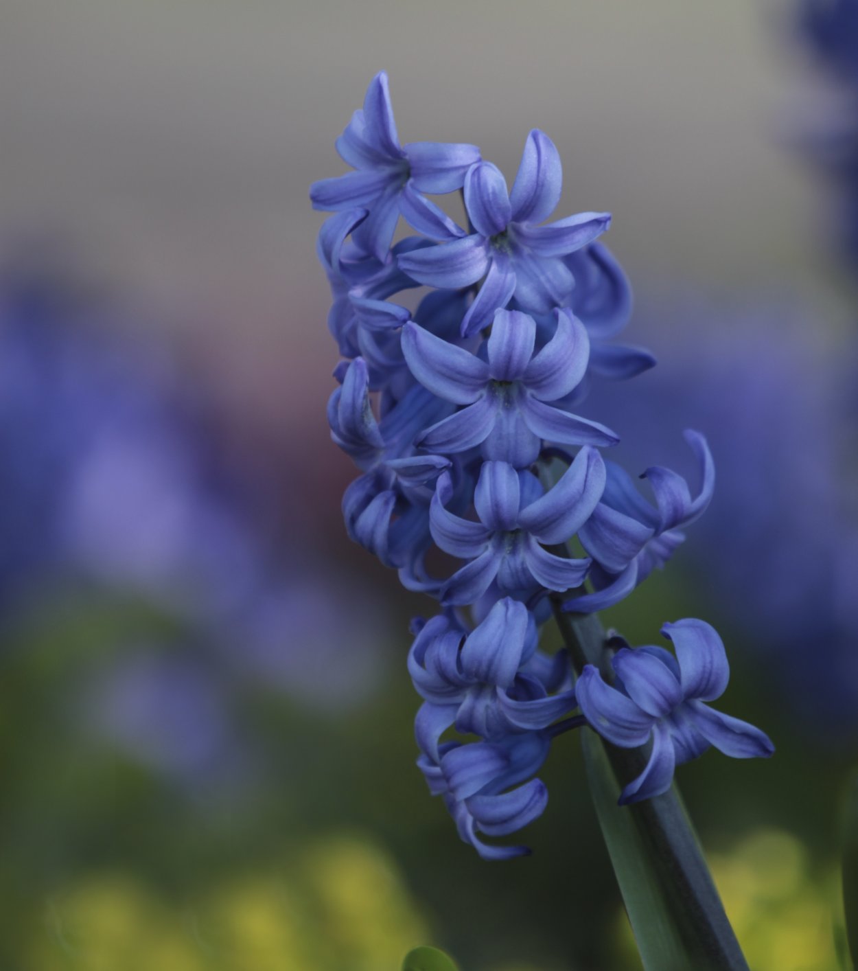 Hyacinth Lilac Flower