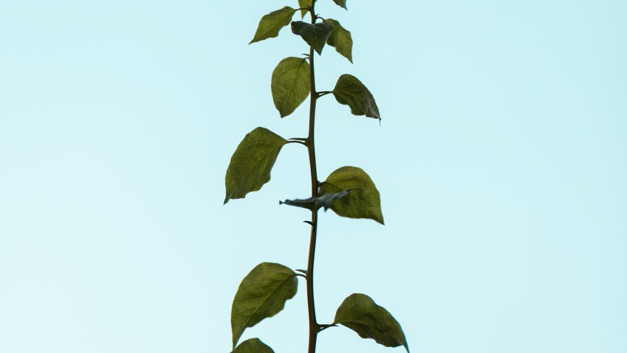 Стебли на ветру