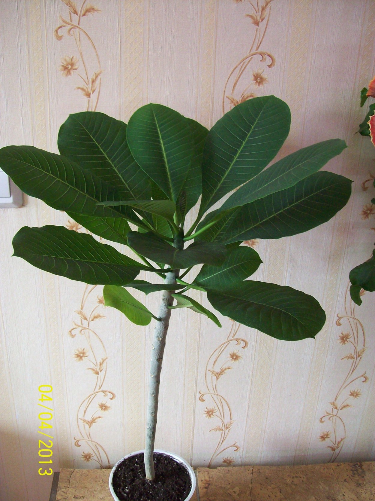 Пальма с круглыми листьями