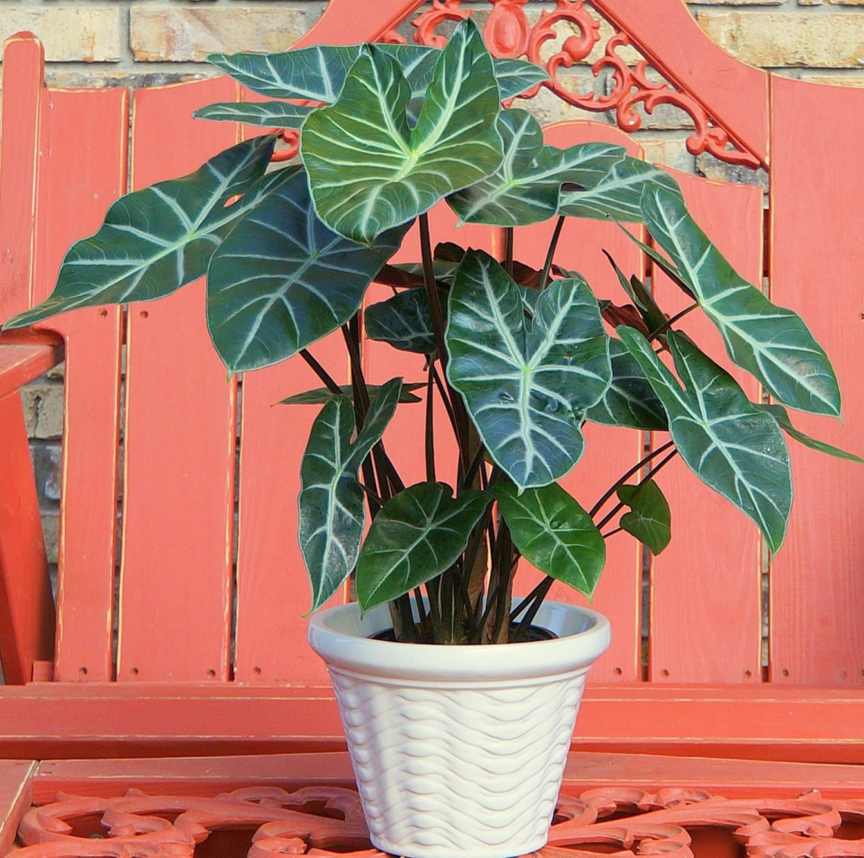 Алоказия Купрея