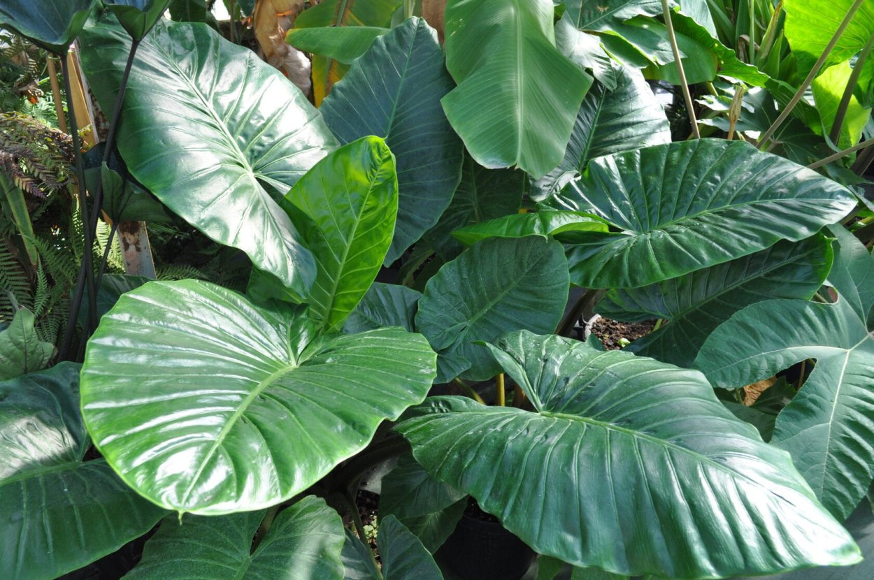 Алоказия Арма крупнокорневая