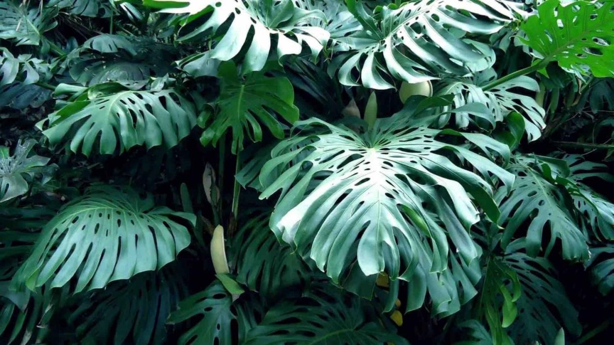 Тропическая Лиана монстера