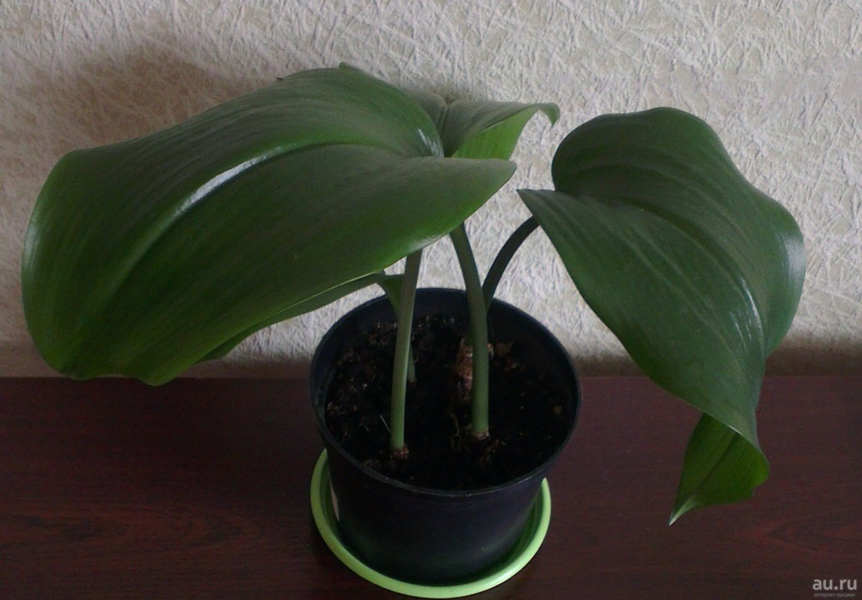 Лилия цветок комнатный эухарис