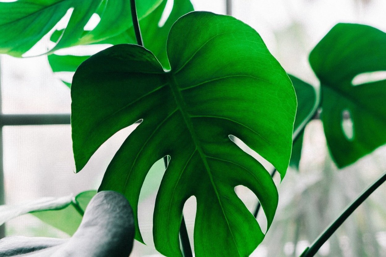 Большие листья художественное фото