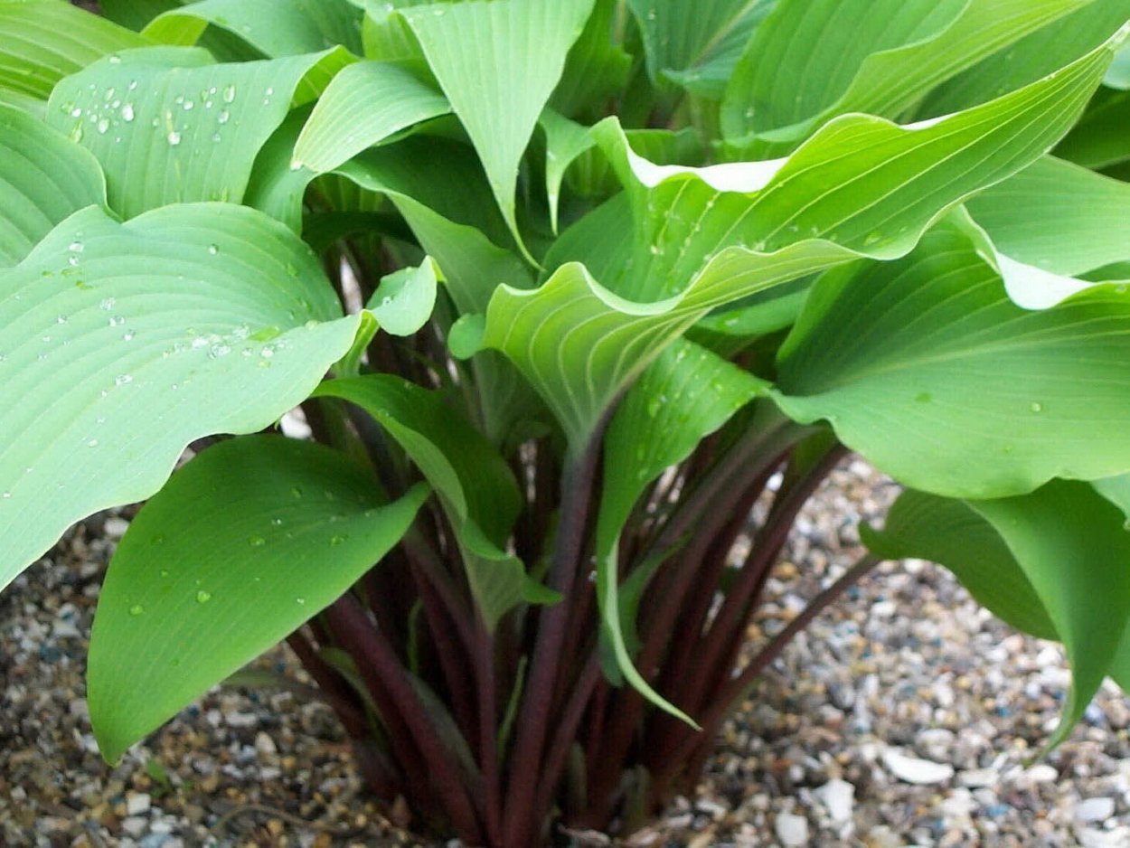 Хоста ред Октоубер