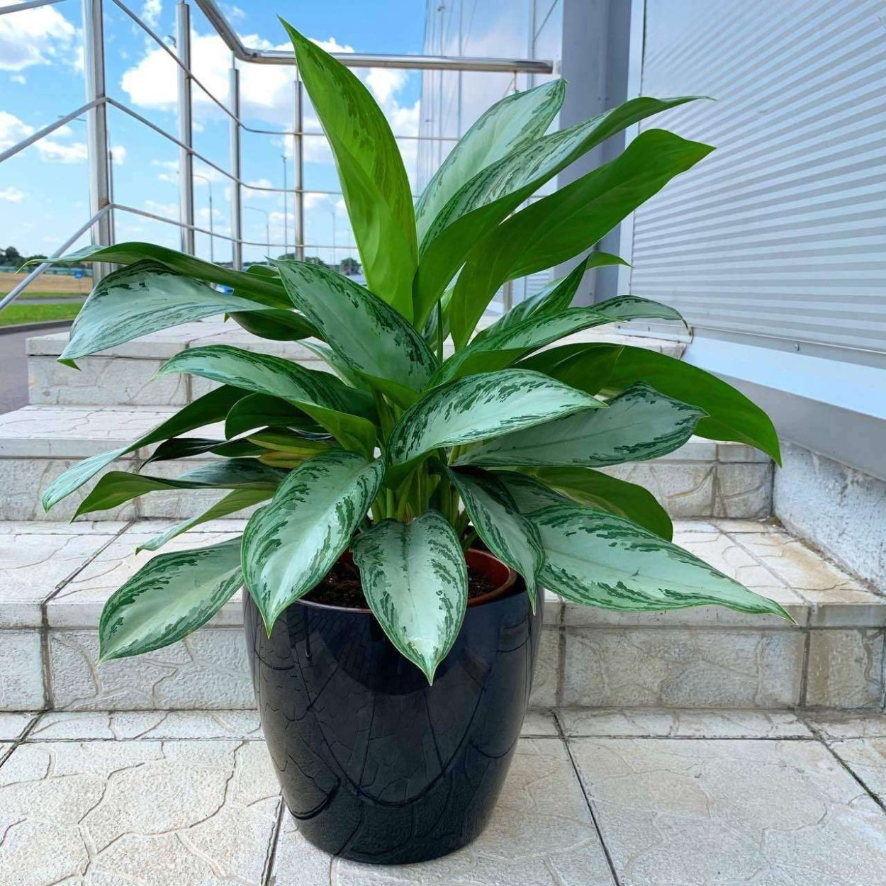 Аглаонема пышный куст