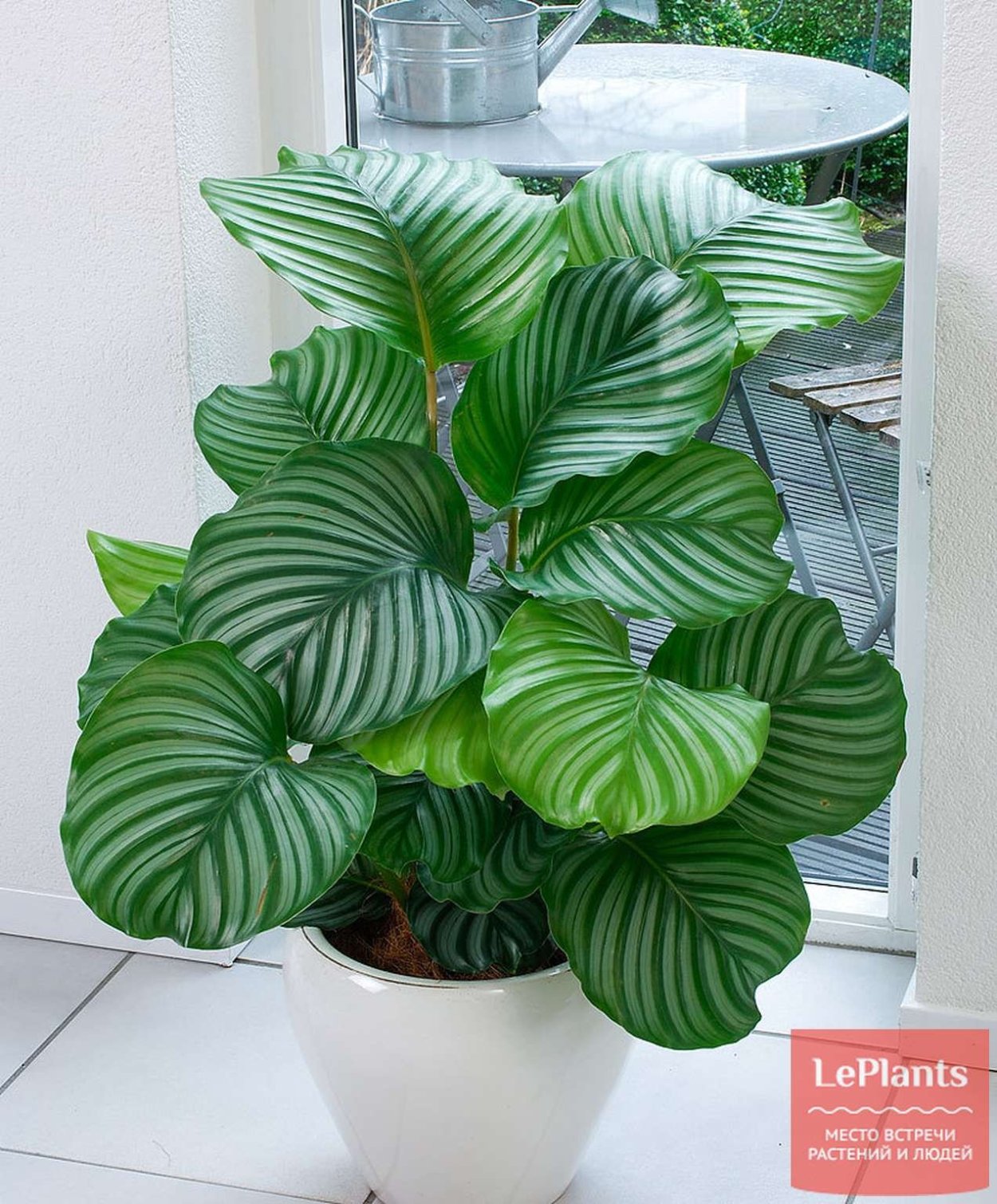 Calathea orbifolia