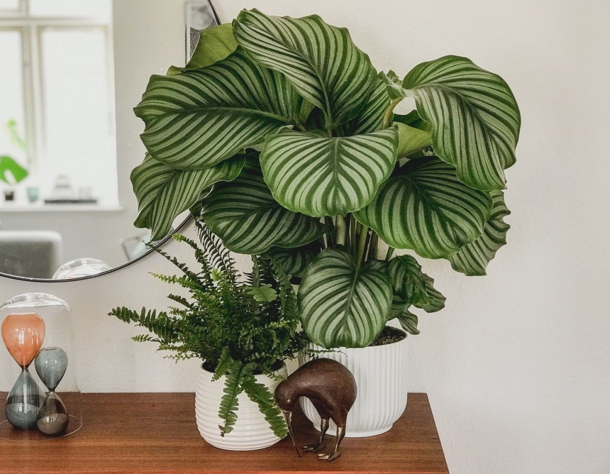 Калатея орбифолия