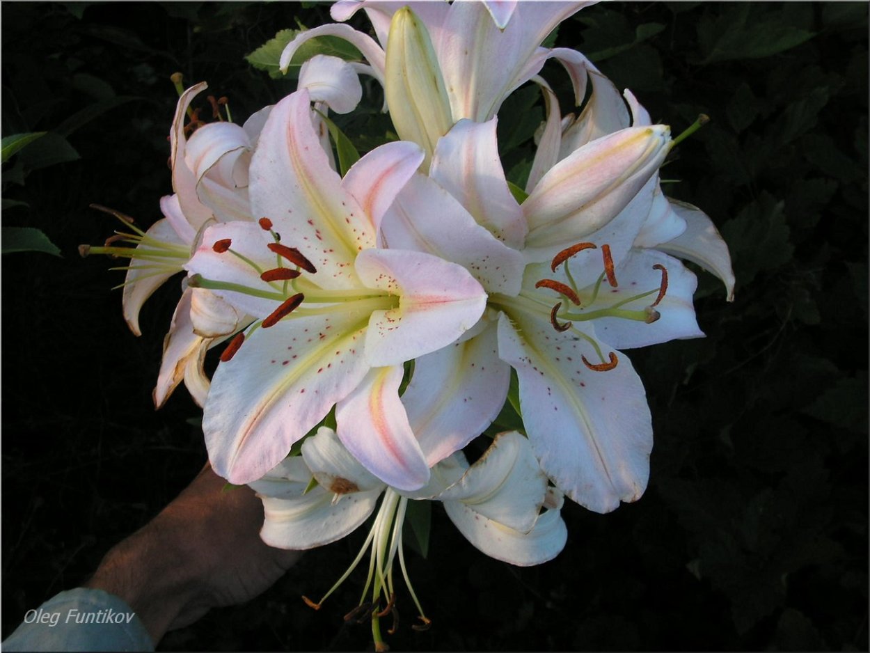 Лилия Акколейд махровая