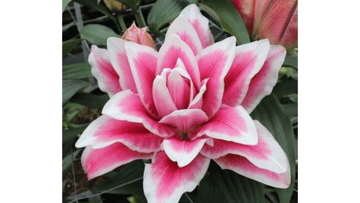 Лилия Roselily Olympia