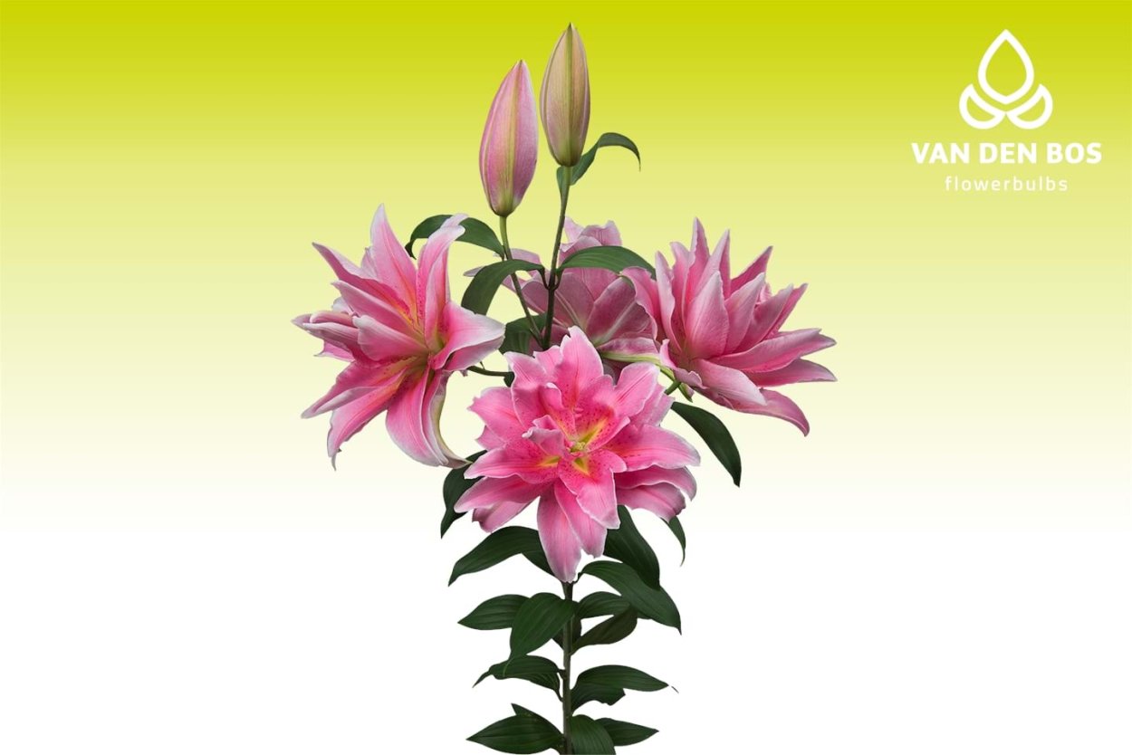 Лилия Celina Roselily