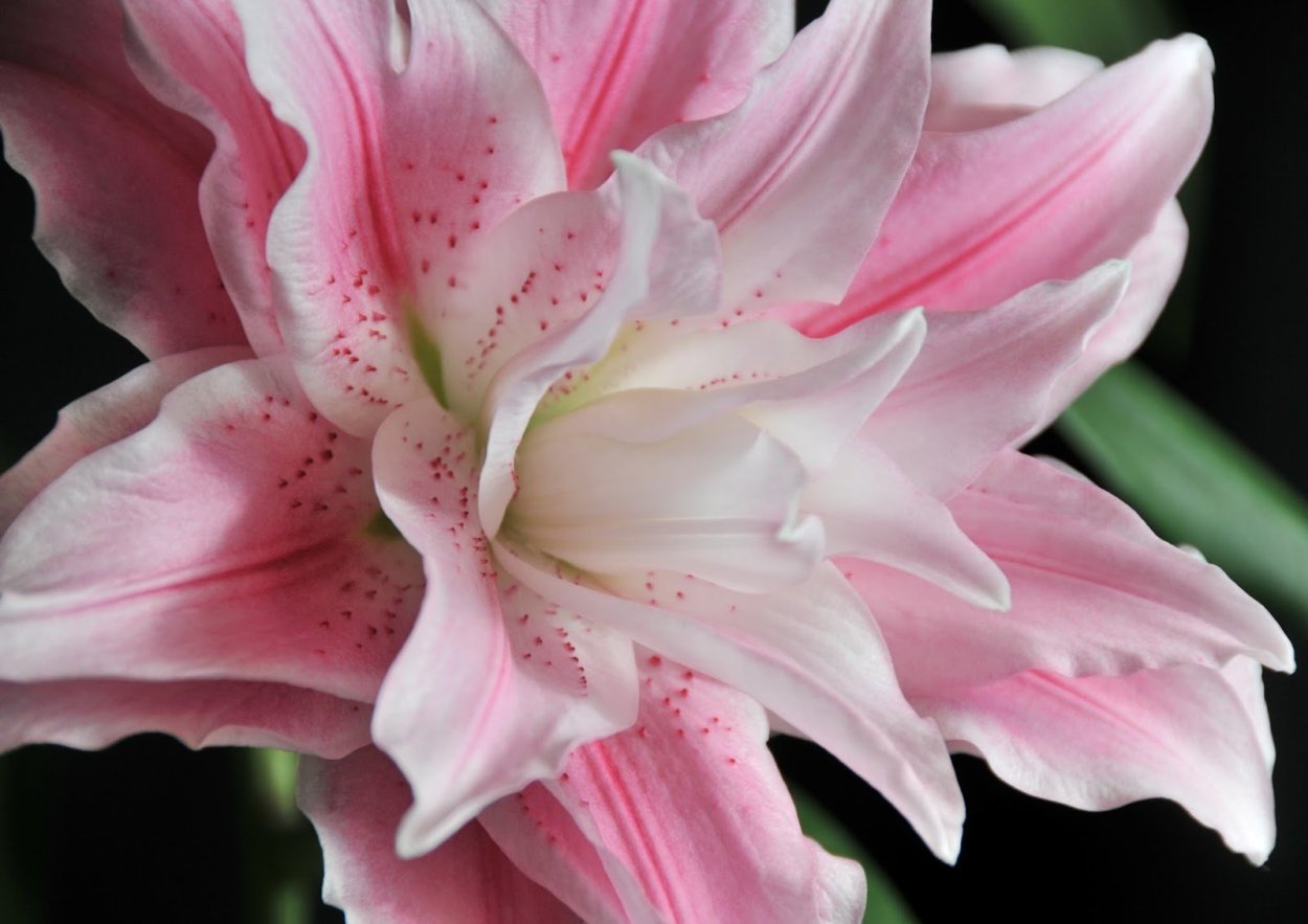 Roselily Сара Лилия