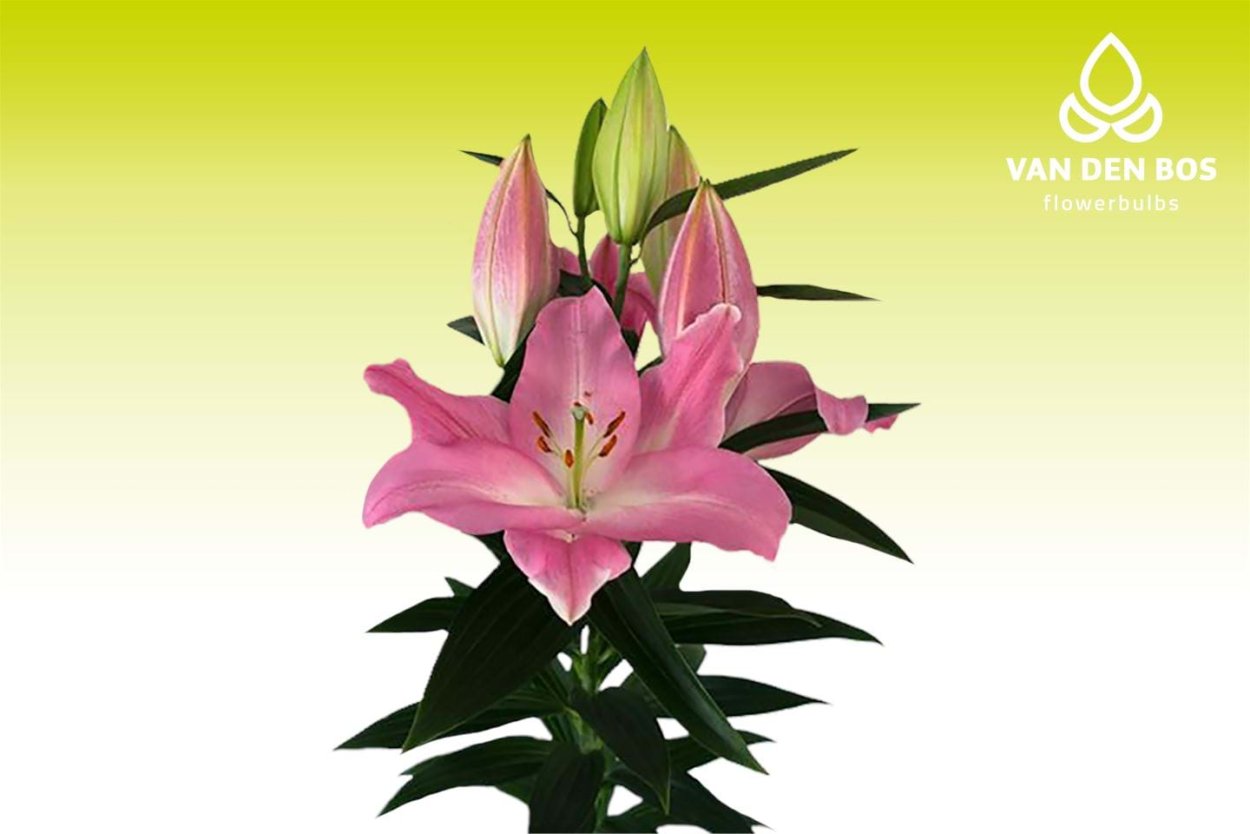 Лилия Accolade Акколэйд