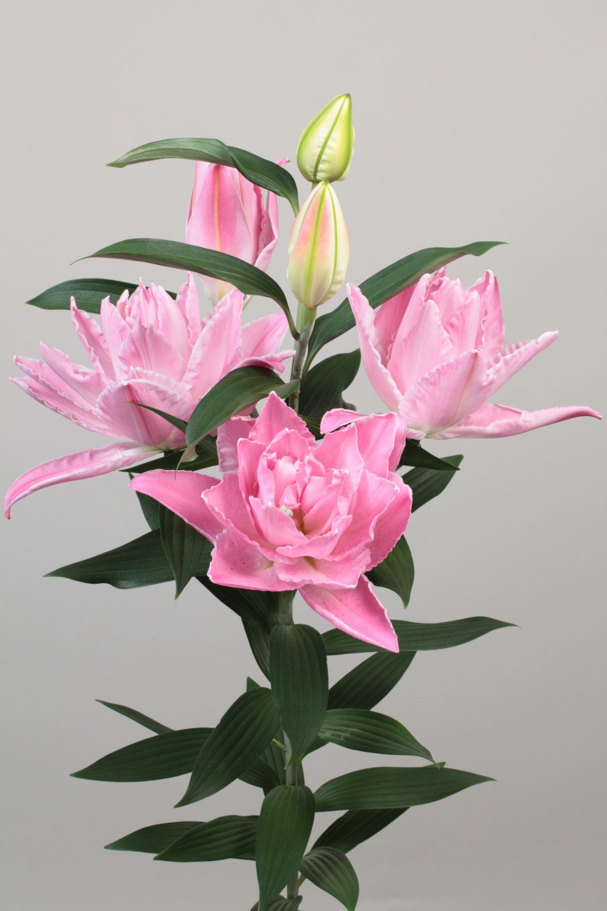 Лилия Дабл Диамант Восточная