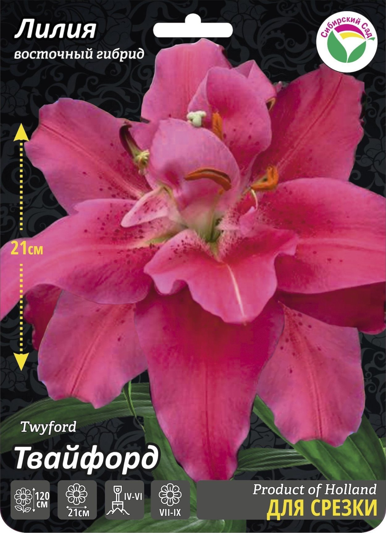 Лилия Восточная Твифорд