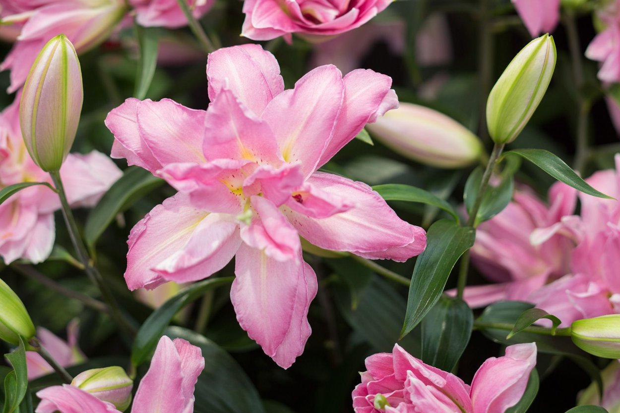 Лилия Дабл сюрпрайз