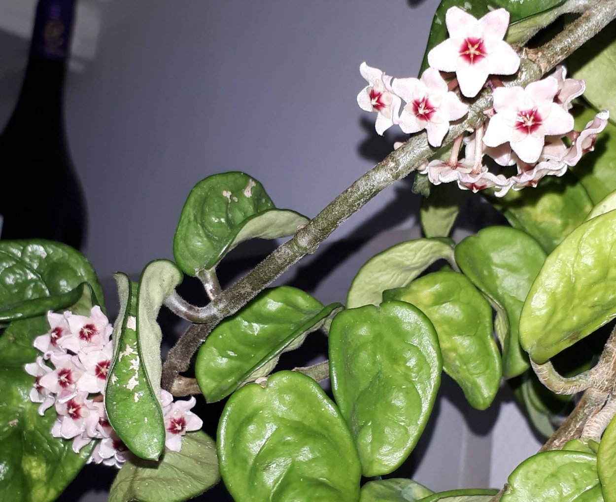 Хойя Карноза Кринкл