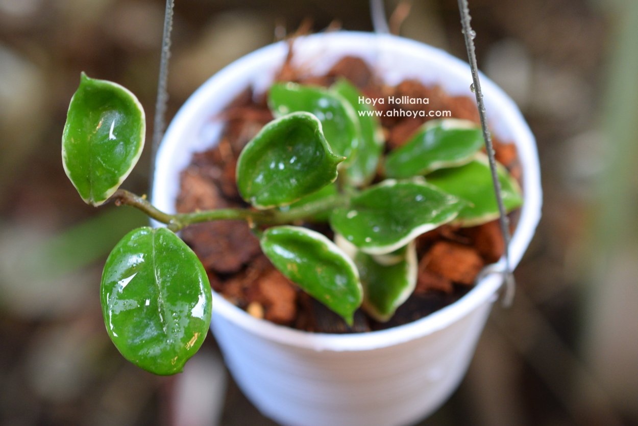 Хойя Карноза Гаммал